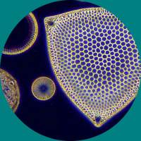 MICROSCOPIO TRINOCULAR 40X-2000X