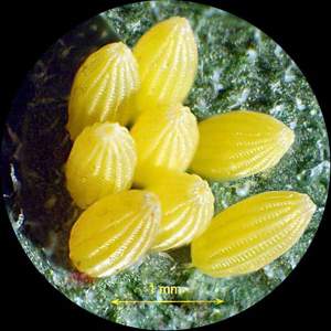 MICROSCOPIO TRINOCULAR 3.5X-90X