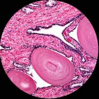 MICROSCOPIO 40X-2500X